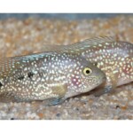 Herichthys carpintis Hondo