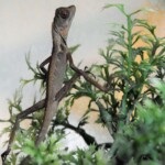 Otocryptis