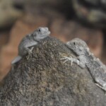 Pristurus carteri