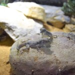 Pristurus carteri