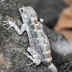 Pristurus carteri