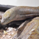 Pseudopus (Ophisaurus) apodus