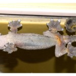 Ptychozoon lionotum