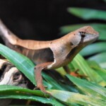Stenocercus fimbriatus