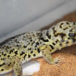 Teratoscincus roborowski