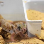 Teratoscincus scincus