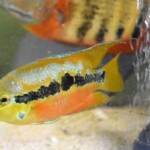 Trichromis salvini