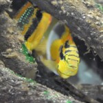 Trichromis salvini