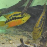Trichromis salvini