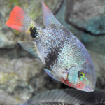 Vieja maculicauda