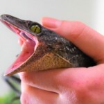 Gekko smithii