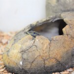 Platysaurus sp.