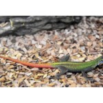Platysaurus torquatus