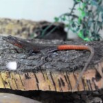 Platysaurus torquatus