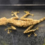 Ptyodactylus guttatus