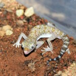 Stenodactylus sthenodactylus