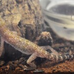 Stenodactylus sthenodactylus