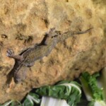 Tarentola annularis