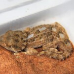 Tarentola chazaliae