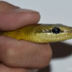 Gonyosoma jansenii (Sulawesi Yellow)