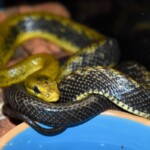 Gonyosoma jansenii (Sulawesi Yellow)