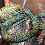Chrysopelea ornata ornatissima Vietnam