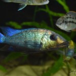 Fossorochromis rostratus