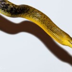 Gonyosoma jansenii (Sulawesi Yellow)