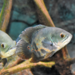 Astronotus cf ocellatus Orinoco