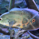 Astronotus cf ocellatus Orinoco