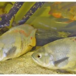 Astronotus ocellatus Orinoco