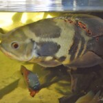 Astronotus ocellatus Orinoco