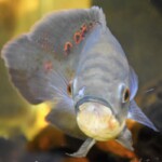 Astronotus ocellatus Orinoco