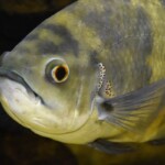Astronotus ocellatus Orinoco