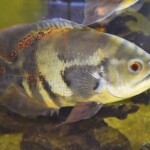 Astronotus ocellatus Orinoco