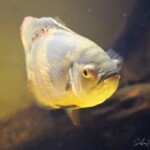 Astronotus ocellatus Orinoco