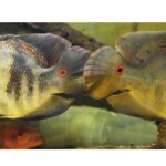 Astronotus ocellatus Orinoco