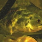 Astronotus ocellatus Orinoco