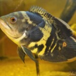 Astronotus ocellatus Orinoco