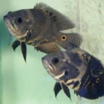 Astronotus ocellatus Orinoco