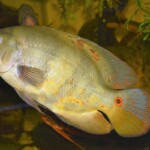 Astronotus ocellatus Orinoco