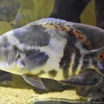 Astronotus ocellatus Orinoco