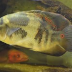 Astronotus ocellatus Orinoco