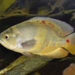Astronotus ocellatus Orinoco