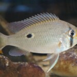Biotodoma wavrini