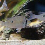 Biotodoma wavrini
