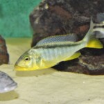 Buccochromis rohadesi