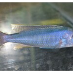 Buccochromis spectabilis