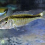 Champsochromis caeruleus