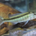 Champsochromis caeruleus